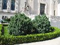 Blue Pfitzer Juniper / Juniperus chinensis 